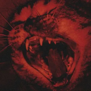 gato_4444