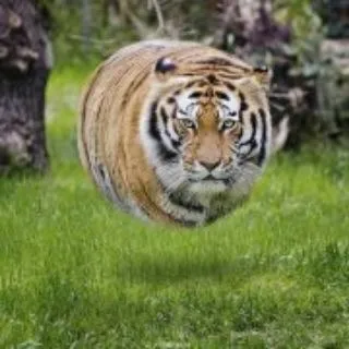 PurpleTiger LIVE