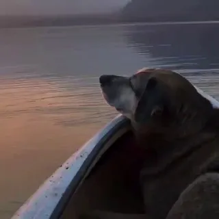 Roumd Doggos and Puppies