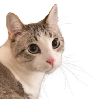 Discord Claims