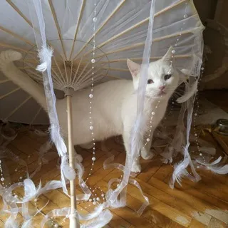 фанклуб дария