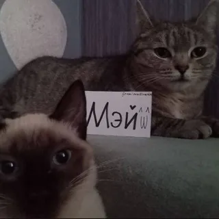 Mey