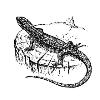 Кристиания_Lizard