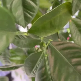 ☕️РÖЩА кафе 🌱
