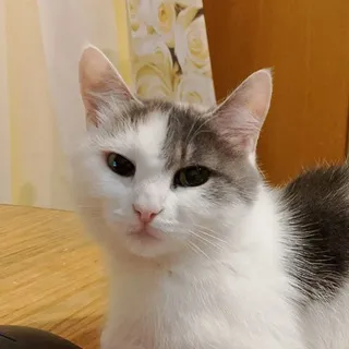 le bébé chat