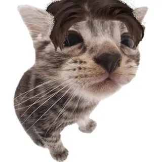 укриття скєора