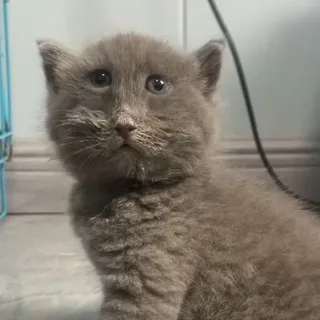 Серый Кошка
