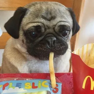 PUGS CONFESSION