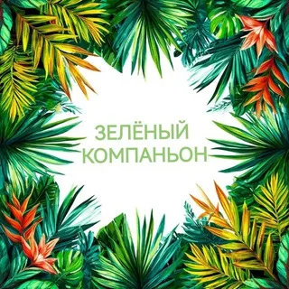 Зеленый Компаньон