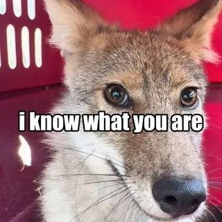 Coyotish Yarring (18+)