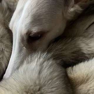ЭЙКО