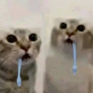 P0m0йКа Ya6uu :3