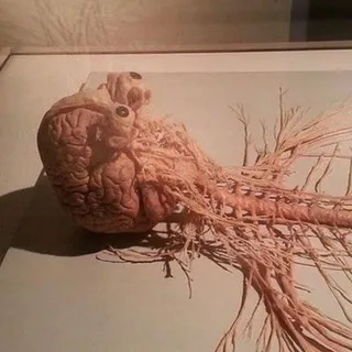 SkeletonAppears