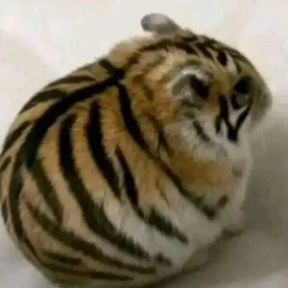 анька тойсу