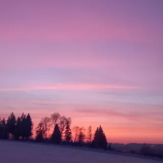 Лес и ко