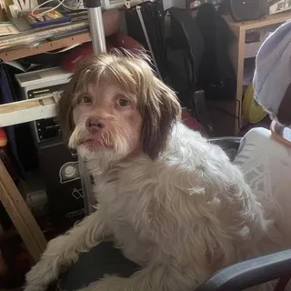 хейт техно