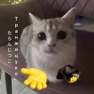 Транжицуко (•͈⌔•͈⑅)
