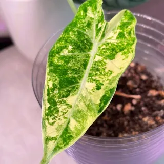 ALBAplantroom 🌱