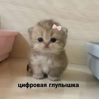 Цифровой дневник котенка 😡