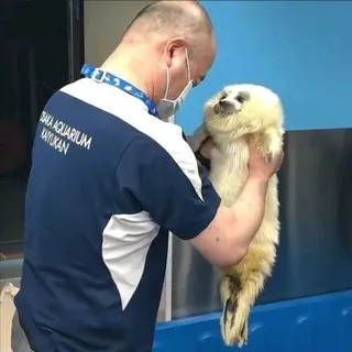 Инфо кф скар