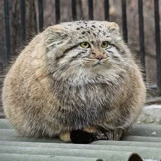 манульный андерграунд