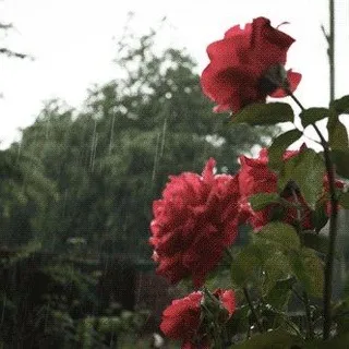 халваmp3