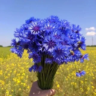 Поле с васильками