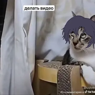 дзенчик
