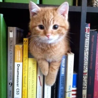 мио