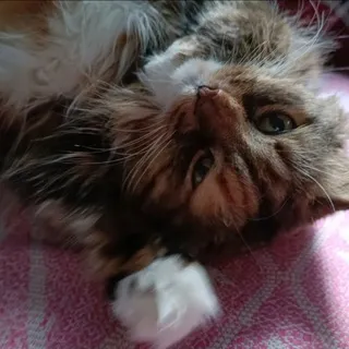 херота кошачья 🐈