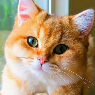 Дисклеймер о Наркотиках / FURP