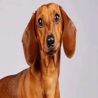 собакино