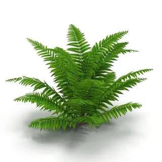radioactive fern.