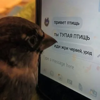 ПРИВЕТ, ПТИЩЬ