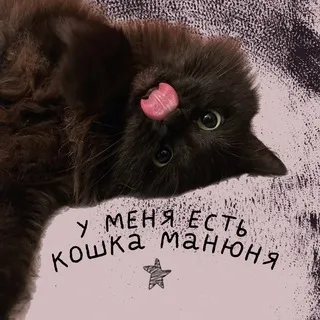 у меня есть кошка манюня
