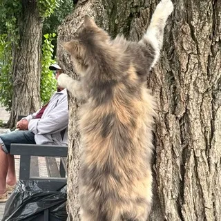 машаклик