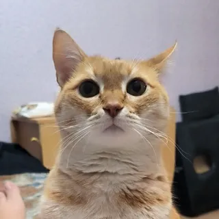 Строчевышивальный Наркобизнес 👀