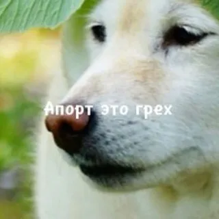 Собачий кайф