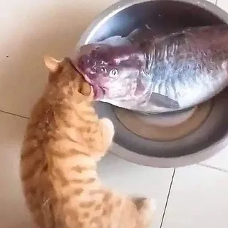 рырыбаба