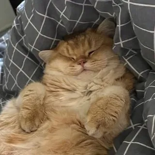 аурин полиновна