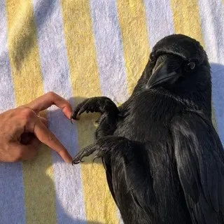 Crow's Little Nest 🪹