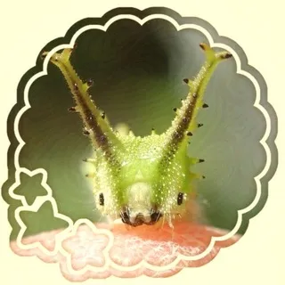 meadoW.net
