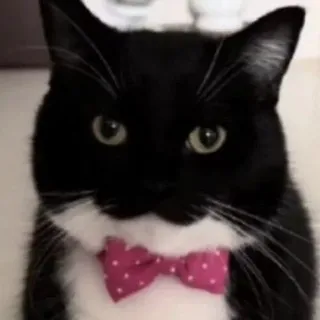 ямка 🐠