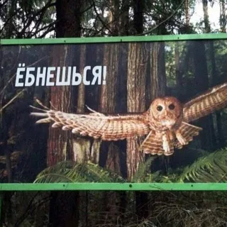 птичкины радости 🧌