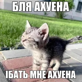 Факинг щит (пост)