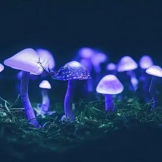 🍄❔Galaxy Mushroom Cookie❔🍄