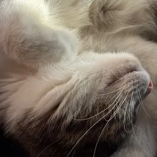 Лоточек 🐾 Litter box 𓋹