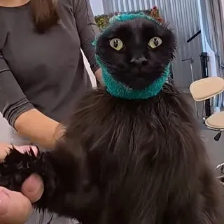 КОТЯРЫ милые ублюдки