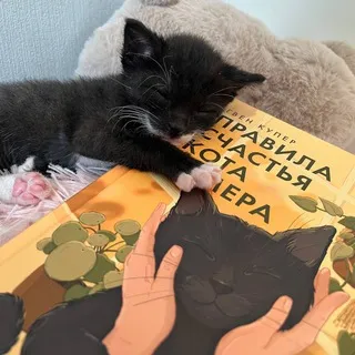 Кот с книгой