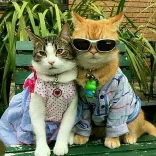 коллаба мечты
